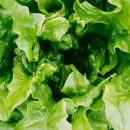 As� es el truco casero para plantar lechuga en el jard�n de tu casa