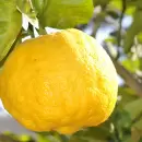 Descubre cómo cuidar tu limonero durante las lluvias