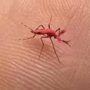 Mosquitos rojos: La innovadora estrategia que implementa Mendoza para combatir el dengue