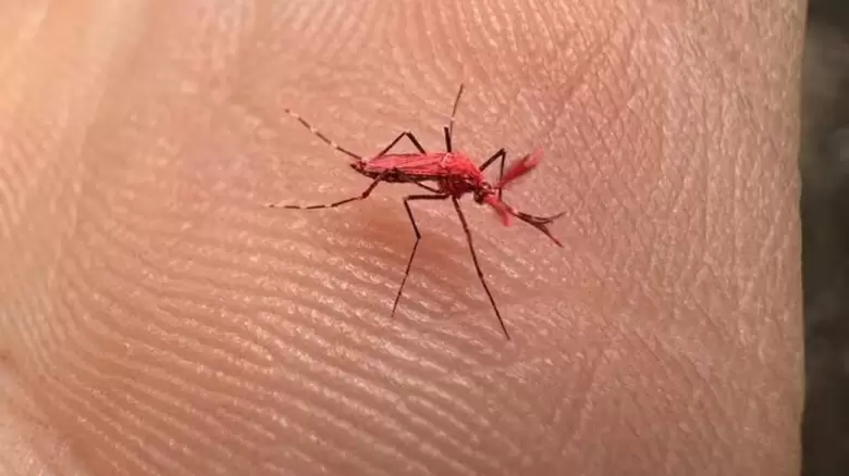 mosquito rojo