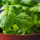 As� es la incre�ble planta que ahuyenta a las moscas de forma natural de tu jard�n