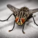 Descubre el truco casero para combatir la mosca blanca en tu jard�n