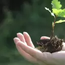 Laboratorio Herbolario: Innovación Verde para el Cuidado Personal