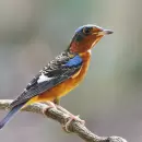 ¿Qué significa la visita de un pájaro a tu casa?