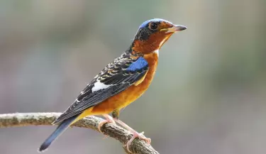 P�JARO