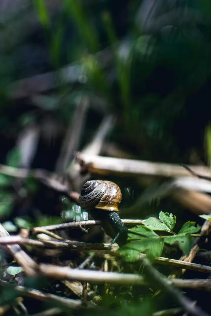pexels-lilartsy-1041097