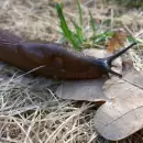 El truco casero con sal para eliminar las babosas de jard�n