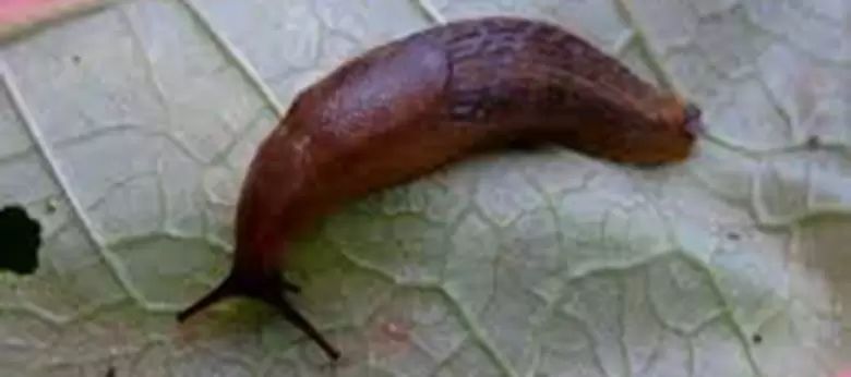 babosa