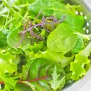 El poder nutricional de la r�cula, la achicoria y el berro: �Qu� hace que estas verduras se destaquen?
