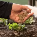 Conoc� c�mo hacer de forma casera harina de huesos para fertilizar tu jard�n