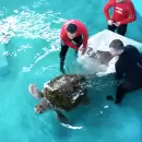 El Tortugo Jorge, a un paso de regresar al mar definitivamente