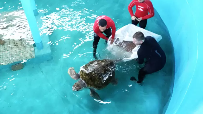 tortugo