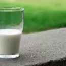 As� se hace el insecticida a base de leche para combatir la plaga de tus �rboles frutales