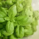 Estos son los mejores consejos para plantar albahaca en tu jard�n