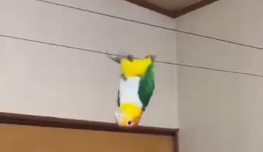 loro equilibrista