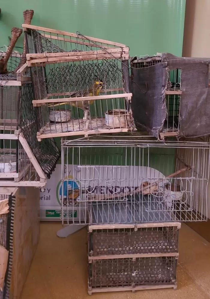 aves rescatadas alvear