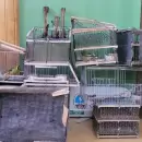 Rescataron en Alvear aves silvestres en peligro de extinci�n y con signos de maltrato