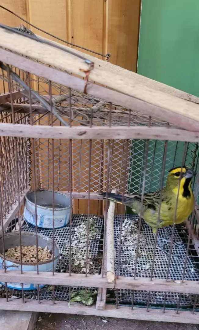 AVES SILVESTRES