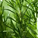 El incre�ble abono casero para que la planta de romero de tu jard�n crezca fuertemente