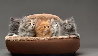 29 de octubre DIA INTERNACIONAL DEL GATO