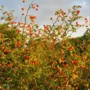 El incre�ble truco casero para trasplantar un �rbol frutal cuando empieza a romper el piso