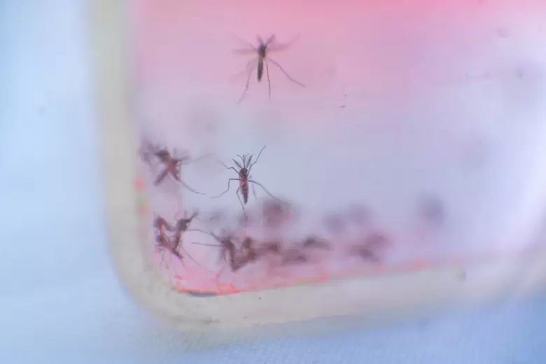 mosquitos rojos
