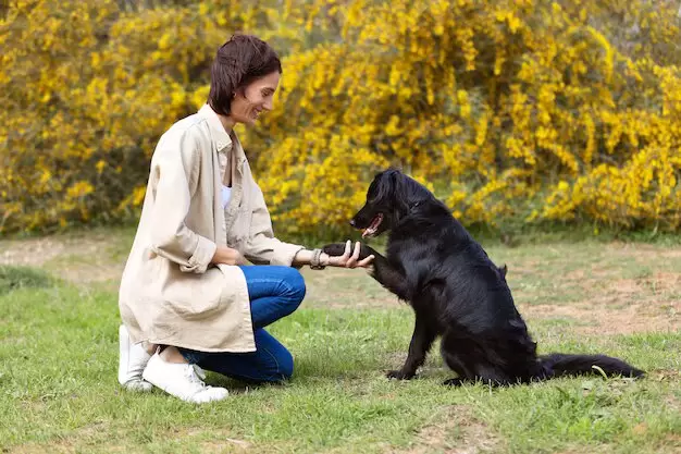 perros interactuando con sus duenos
