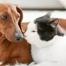 Navidad y las mascotas: consejos para pasar tranquilos las fiestas