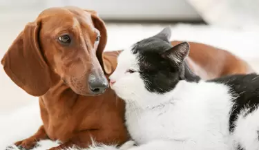 perro y gato mascotas