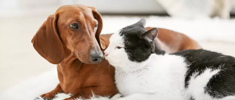 perro y gato mascotas
