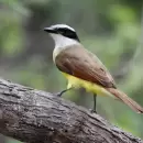 La creencia popular que acompa�a a un hermoso p�jaro que habita en Mendoza