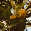 Este es el m�todo para que un limonero d� frutos r�pido
