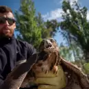 Reinsertaron a su h�bitat a un gavil�n rescatado gracias a la ciudadan�a y el Departamento de Fauna