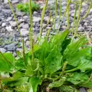 As� se hace la infusi�n para aliviar enfermedades respiratorias