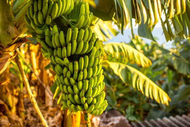 BANANAS