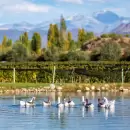 Seis bodegas argentinas entre las 50 mejores del mundo en 2024