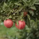 Este es el �rbol frutal que crece r�pido y da buena sombra