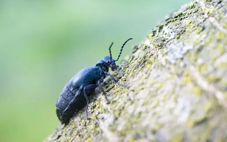 insectos