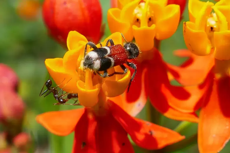 insectos