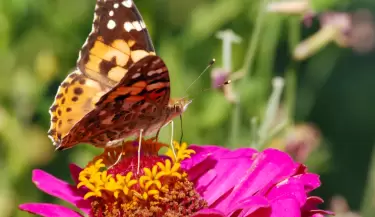 insectos