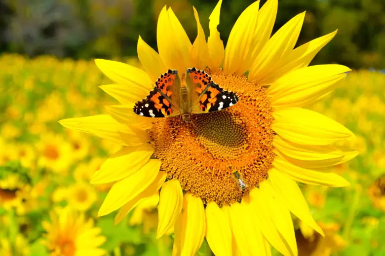 insectos