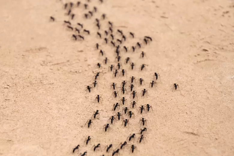 hormigas