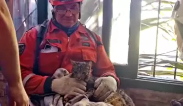 Villa Gesell: El conmovedor rescate de una gatita atrapada tras el derrumbe