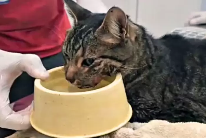 Kiara, la gatita rescatada