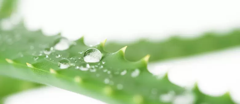 aloe vera