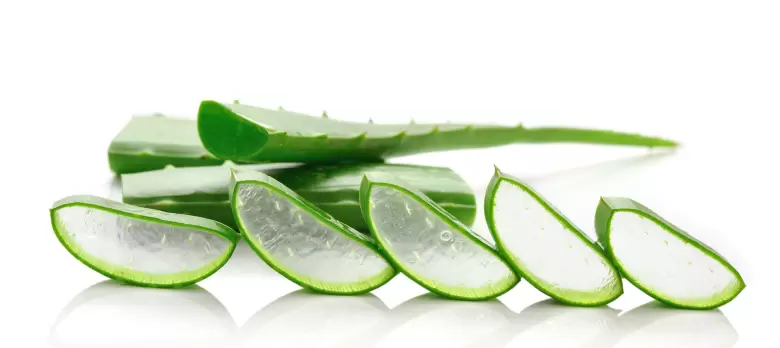 aloe vera