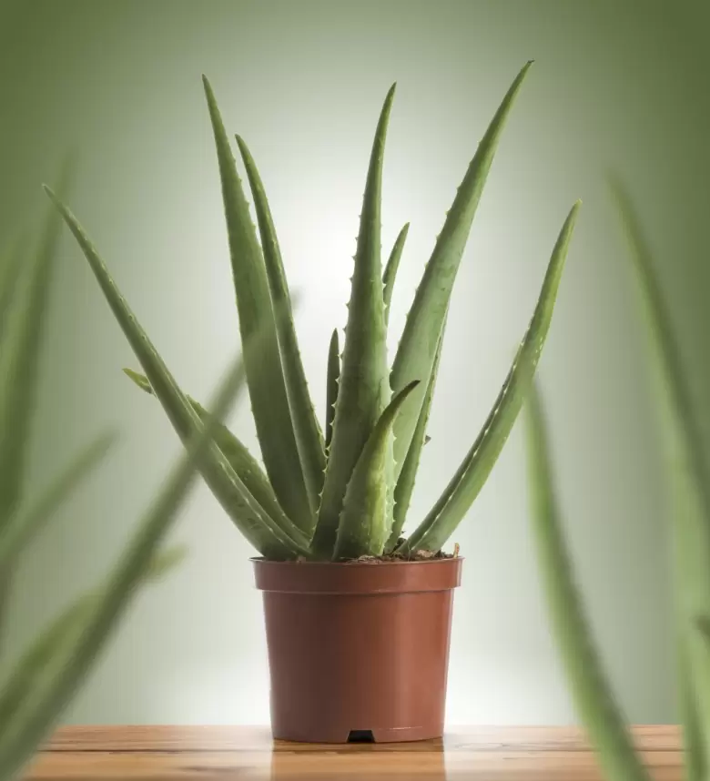 aloe vera