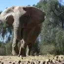 Denuncian que Kenya, la elefanta del Ecoparque, est� herida y en peligro: "No hay que hacer show"