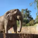 La elefanta del Ecoparque inicia su viaje hacia la libertad y su historia llegar� a un documental