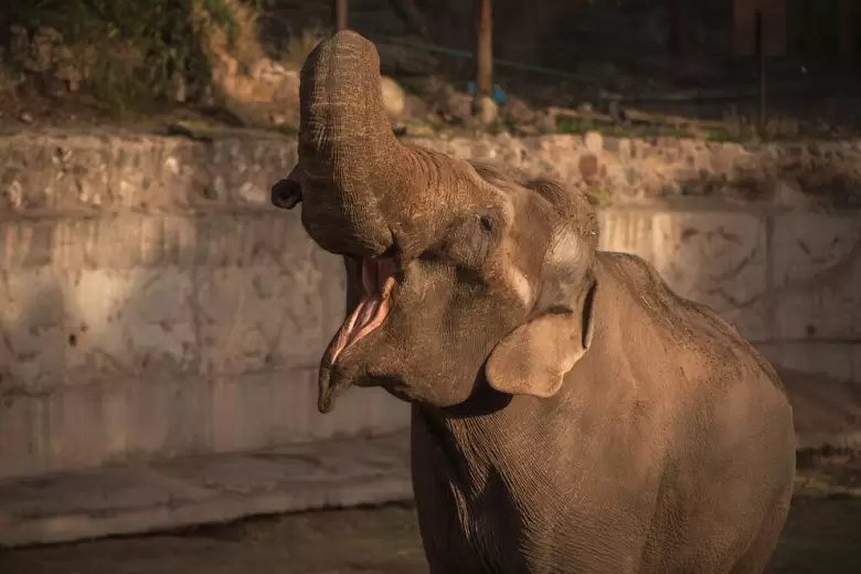 Tamy, el elefante macho de 53 anos